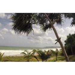 Sri Lanka - Indian Ocean - beach - sand - palm - wave - dog