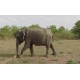 Zvířata - Srí Lanka - Udawalawe safari - sloni - buvoli - jeep