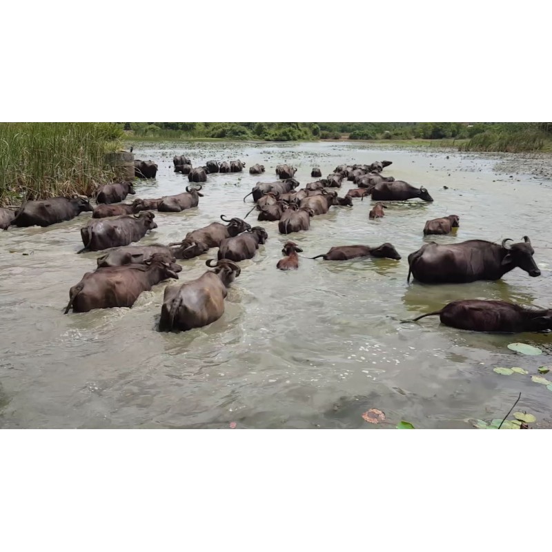 animals - Sri Lanka - water buffalo - lagoon