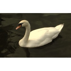  CR - animals - swan - river