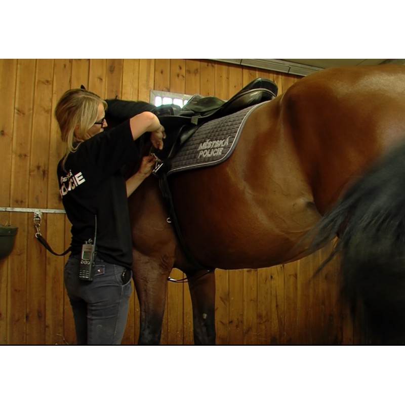CR - animals - Prague - horses - city police - brushing - saddle