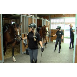 CR - animals - Prague - horses - city police - training - riding