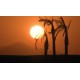 Africa - sunset - sun - palm - time-lapse - 100x faster