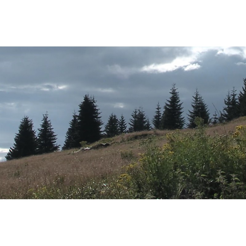 CR - nature - forest - sky - time-lapse - 2 - 1000x faster