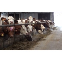 CR - agriculture - animals - buildings - cows - cow house
