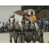 CR - animals - horses - carriage - ride