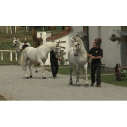 CR - animals - horses - pony - walk - canter - Kladruby