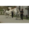 CR - animals - horses - pony - walk - canter - Kladruby