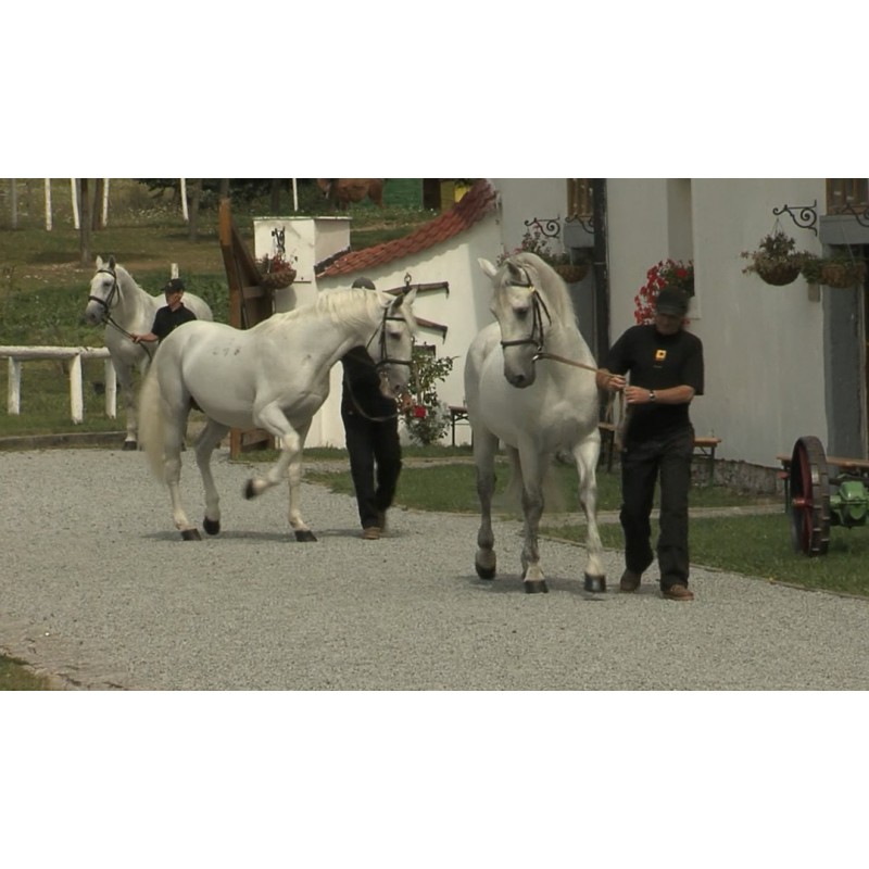 CR - animals - horses - pony - walk - canter - Kladruby