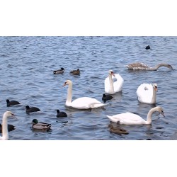 ČR - zvířata - příroda - labuť - pták - racek - řeka