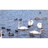 CR - animals - nature - swan - bird - gull - river