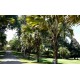 Sri Lanka - nature - travelling - botanical garden - flowers - tree - palm