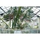 Sri Lanka - nature - growing - botanical - garden - flowers - cactus