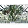 Sri Lanka - nature - growing - botanical - garden - flowers - cactus