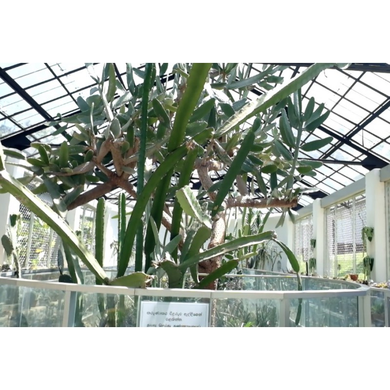 Srí Lanka - příroda - pěstování - botanická - zahrada - květiny - kaktus
