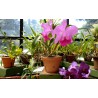 Sri Lanka - nature - travelling - botanical garden - flowers - orchid
