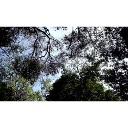 Sri Lanka - animals - nature - tree - bat