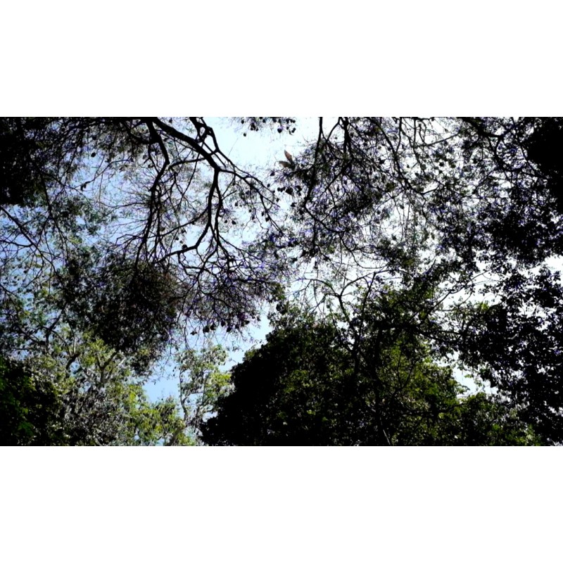 Sri Lanka - animals - nature - tree - bat