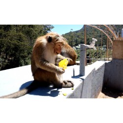 Sri Lanka - animals - nature - monkey - feeding