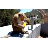 Sri Lanka - animals - nature - monkey - feeding