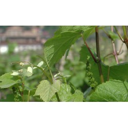 CR - nature - vineyard - grapevine - wine - 2