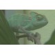 ČR - zvířata - chameleon - akvarium