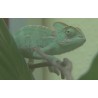 CR - animals - chameleon - aquarium