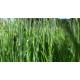 CR - Ticks - Nature