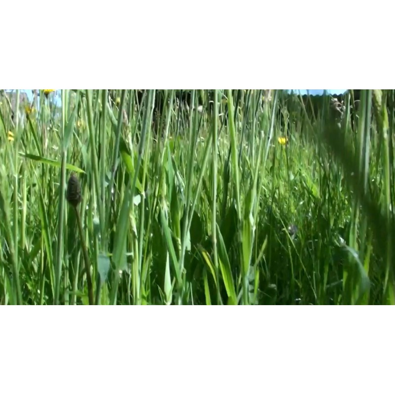 ČR - klíšťata - příroda