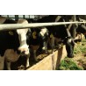 CR - animals - agriculture - cow - cowshed - grazing land