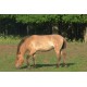 CR - Mongolia - animals - transport - Przewalski horse - nature - airplane - steppe