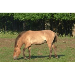 CR - Mongolia - animals - transport - Przewalski horse - nature - airplane - steppe