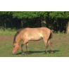 CR - Mongolia - animals - transport - Przewalski horse - nature - airplane - steppe