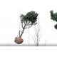 CR - industry - engineering - planting - trees - greenery - garden work 2