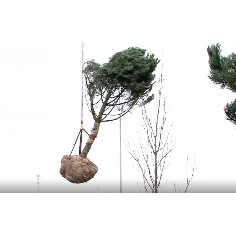CR - industry - engineering - planting - trees - greenery - garden work 2