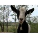 CR - animals - Velké Pavlovice - hen - sheep - goat - shed - zoo - henhouse - farm