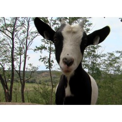 CR - animals - Velké Pavlovice - hen - sheep - goat - shed - zoo - henhouse - farm