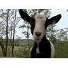 CR - animals - Velké Pavlovice - hen - sheep - goat - shed - zoo - henhouse - farm