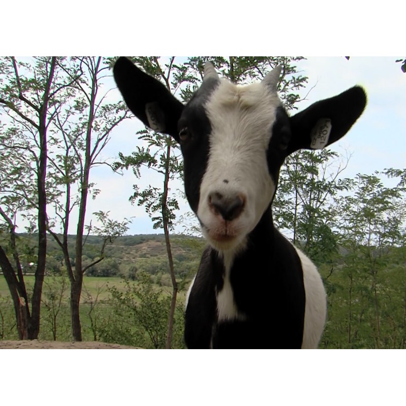 CR - animals - Velké Pavlovice - hen - sheep - goat - shed - zoo - henhouse - farm