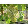 CR - agriculture - nature - Velké Pavlovice - grapevine - wine - vineyard - bunch
