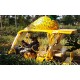 Japan - nature - pineapple - people - entertainment - Pineapple park