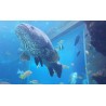 Japan - animals - shark - fish - spiny lobster - sea world - aquarium