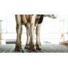 CR - animals - cows - cloven hoof - cow house - floor - rubber - instalation