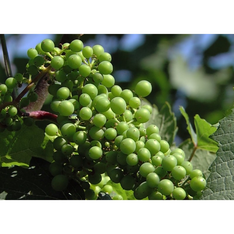 ČR - příroda - vinohrad - vinná réva - víno - vinař - lisování