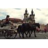 CR - Prague - city - Old time square - carriage - horses - Karlín