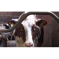 Germany - CR - agriculture - cattle - cows - milking - FARMSYSTEM