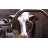 Germany - CR - agriculture - cattle - cows - milking - FARMSYSTEM