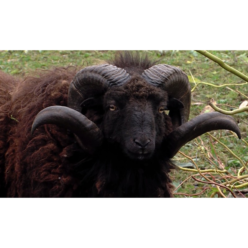 CR - people - family - house - farm - farmer - sheep - stove