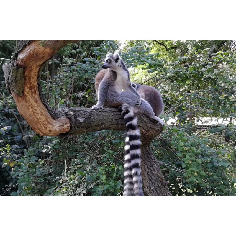 Animals - ZOO - lemur - pond - swimming