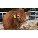 CR - animals - cow - bull - calf - meat